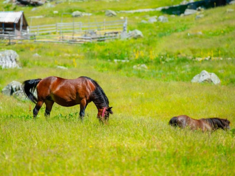 SEOSKO DOMAĆINSTVO "KATUN SENIĆ" 2